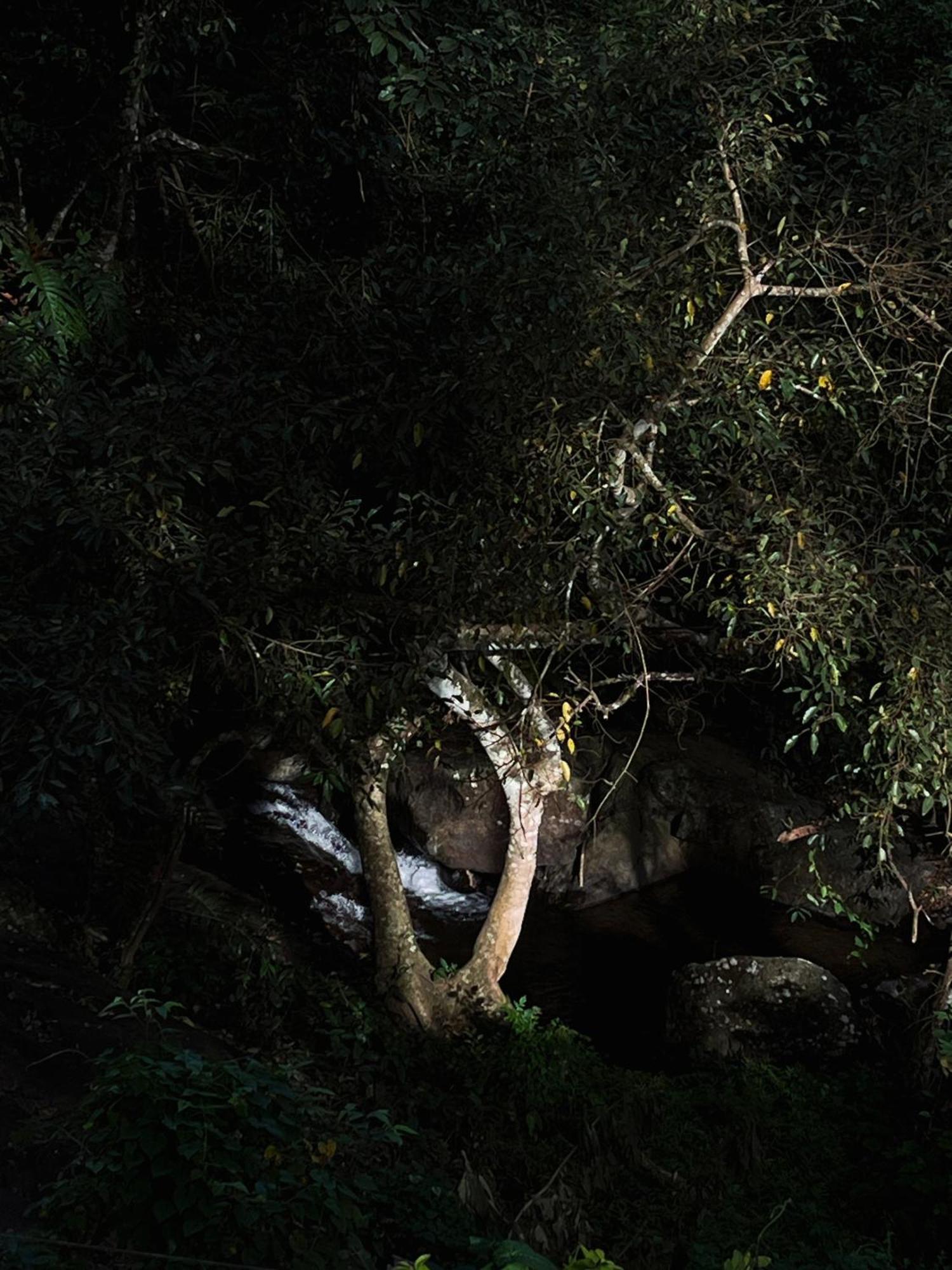 Mahout Resort Wayanad - An Experiential Jungle Stay With Waterfall Kalpatta Exterior foto